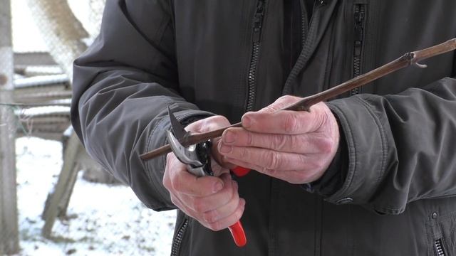 Проращивание чубуков винограда / Рекомендации и советы смотреть онлайн