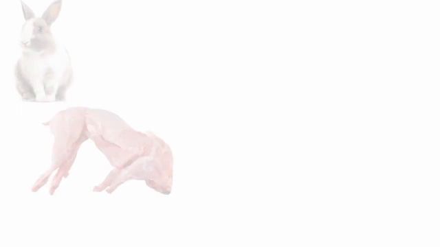 Meat Names / Different Types Of Meat Names, Animal Meat Names.