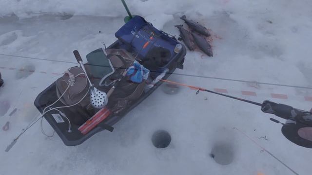 Форель Красногорск спортзона. Много эмоций и поимок. Trout fishing in Russia. смотреть онлайн