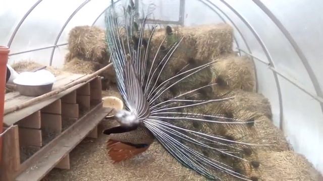 Павлин распускает хвост смотреть онлайн