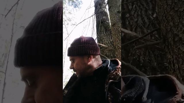Сморчки и Строчки/Лес~Грибы~Май смотреть онлайн