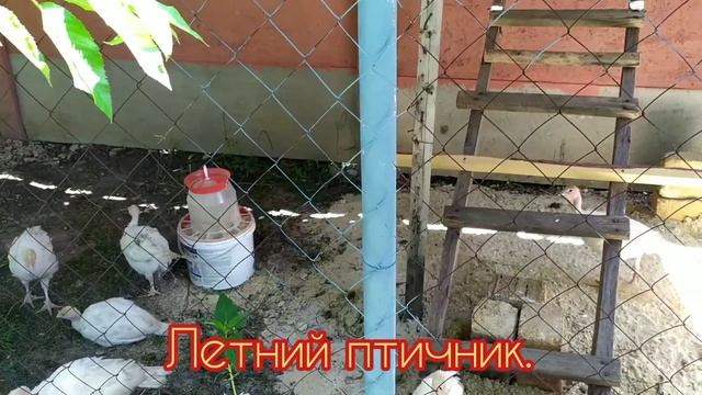 Индюки (Часть 5). Летний птичник#1 смотреть онлайн