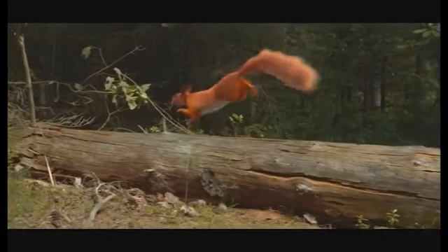 Правила поведения в лесу - бренд пакет - не жди белочку туши окурок! смотреть онлайн