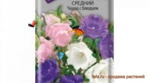 Колокольчик средний Чашка с блюдцем ? обзор: как сажать, семена колокольчика Чашка с блюдцем