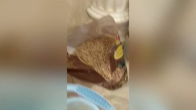 Как мужчины чистят кошачий лоток. смотреть онлайн