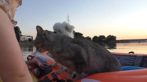 24 ЧАСА В ЛОДКЕ С КОТОМ, СОБАКОЙ И МАЛЫШОМ В ПОИСКАХ КОТА КЕВИНА