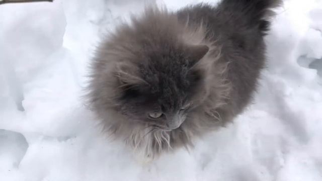 Караул Приёмыши. Милые КОШКИ готовятся к весне. - The Foster guard.CATS are getting ready for sprin смотреть онлайн