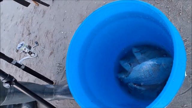 How to catch surf perch on the Oregon coast - gulp sandworm setup смотреть онлайн