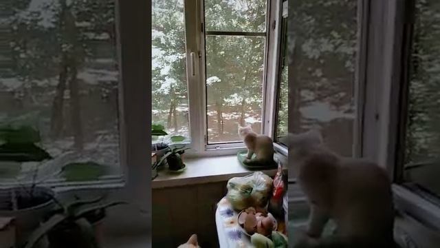 VID_20230326_182234.mp4 смотреть онлайн
