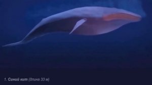 Всемирный день защиты морских млекопитающих