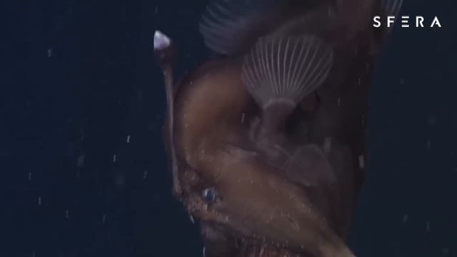 Достигнет ли дна Марианской впадины утопленная гиря