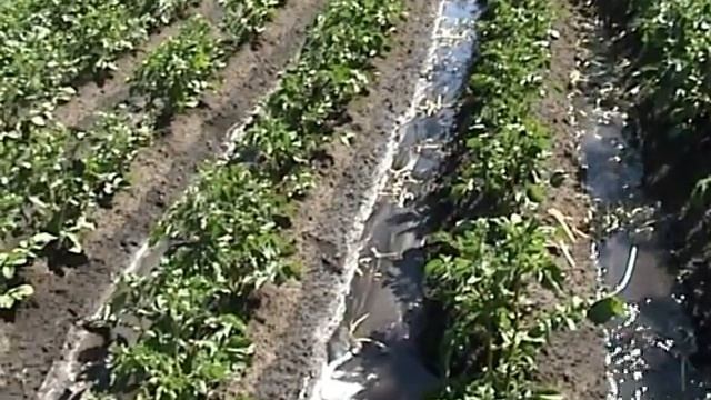 Полив картофеля. смотреть онлайн