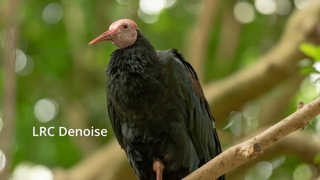 Adobe Lightroom - Topaz - DxO Pure Raw 3