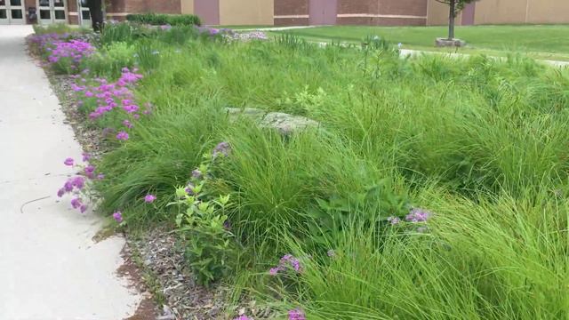 Prairie Phlox (Phlox pilosa) in a high school pollinator garden смотреть онлайн