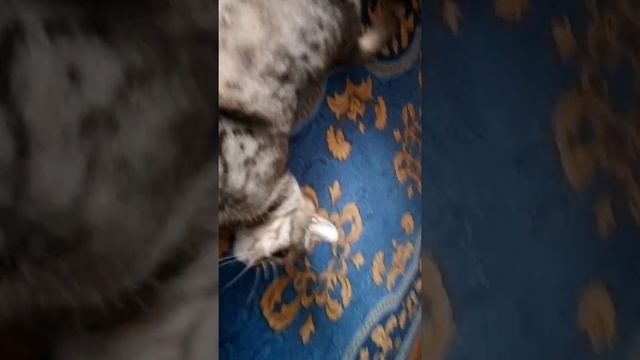 Кто нагадил? смотреть онлайн