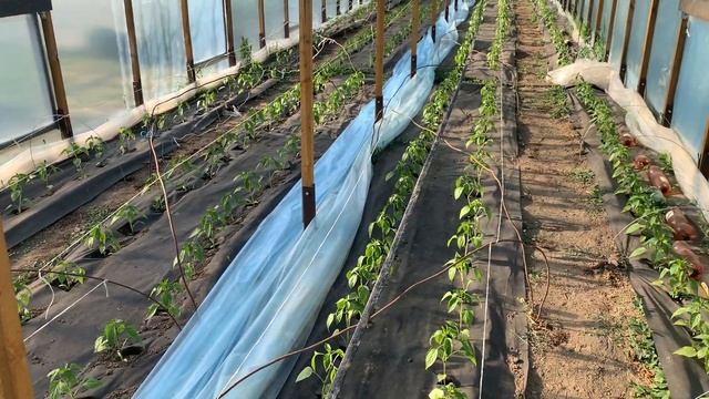 28 апреля короткий обзор перец Портека, Хаски смотреть онлайн