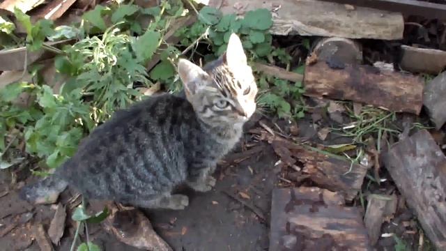 серые милые котята смотреть онлайн