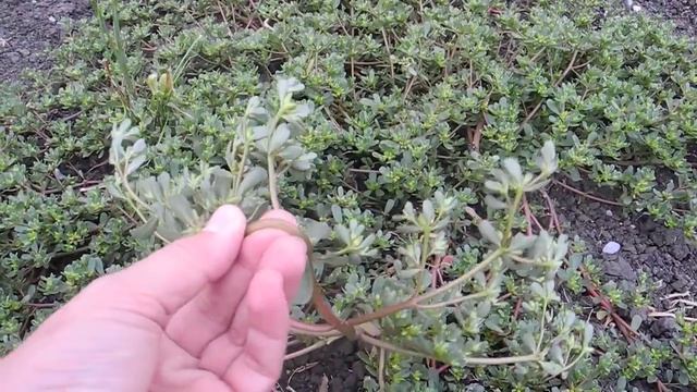 Съедобные растения. Портулак огородный / Portúlaca olerácea смотреть онлайн