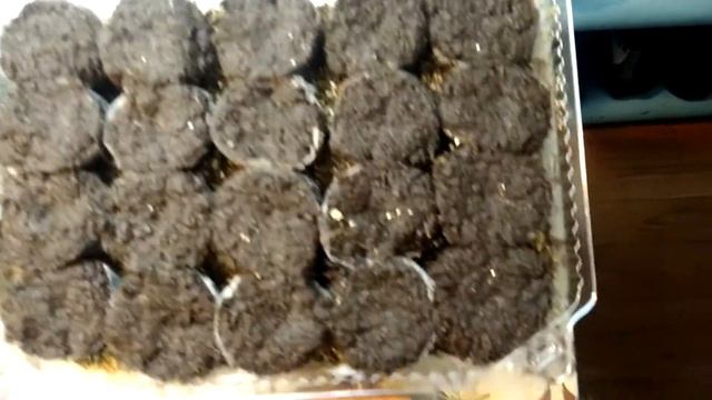 Сеем махровую петунию смотреть онлайн