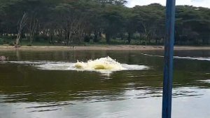 Нападения бегемотов на людей