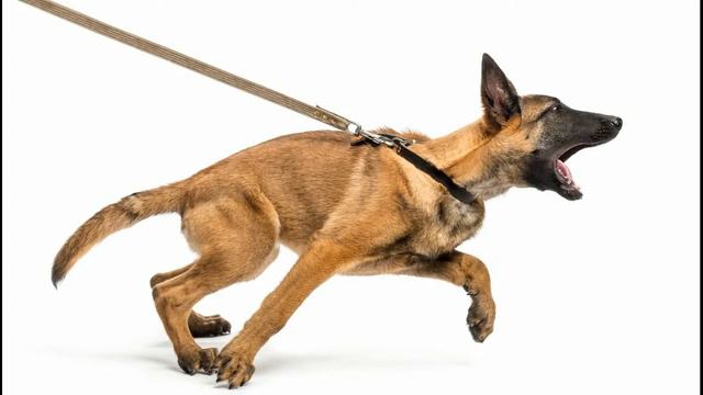 Как отучить собаку тянуть поводок/Уроки послушания для собак/Онлайн школа для собак