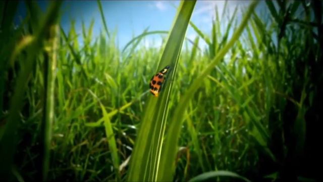 Заставка Viasat Nature HD 3