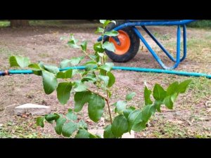 Полгода в станице