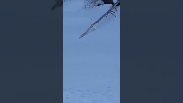 Заяц зимой ест осину смотреть онлайн