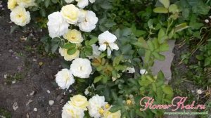 Роза Голден Бордер / Golden Border