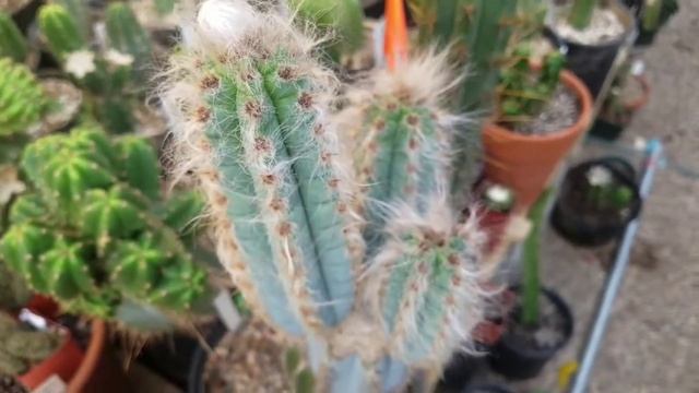 Pilosocereus slab graft update смотреть онлайн