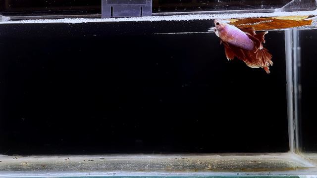 Betta Fish Breeding Step By Step | How To Breed Betta Fish