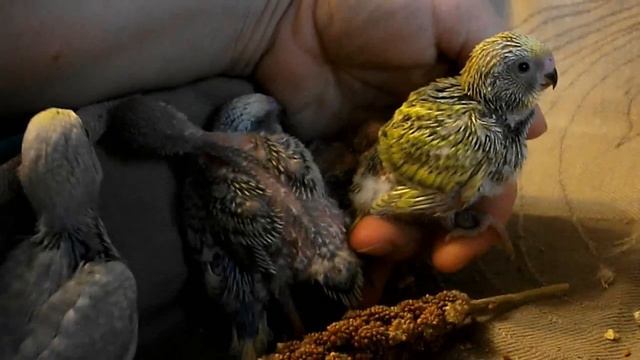 Первое знакомство птенцов с внешним миром и человеком. смотреть онлайн