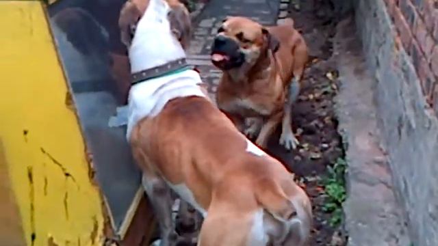 Boerboel puppy смотреть онлайн