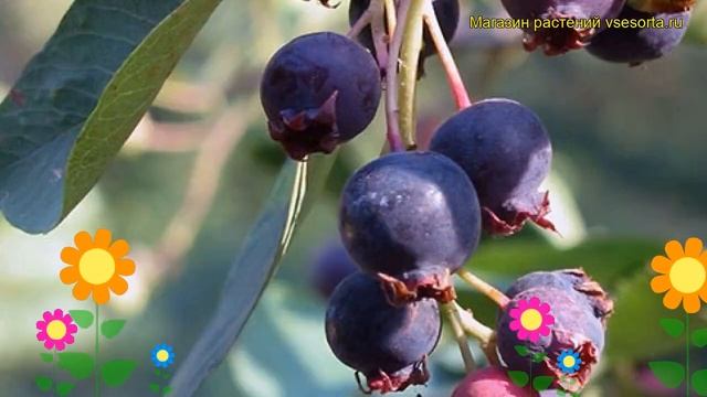 Ирга ольхолистная Слеут. Краткий обзор, описание характеристик amelanchier alnifolia Sleyt смотреть онлайн