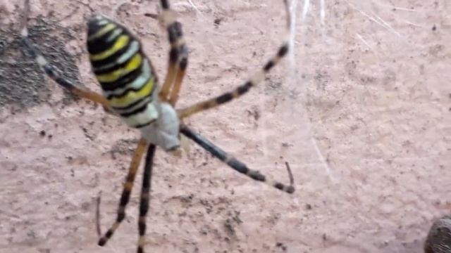 Паук Агриопа смотреть онлайн