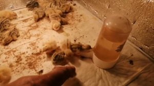 Обустройство брудера для перепелят.