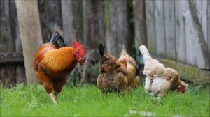 Звук петуха или как говорит петух