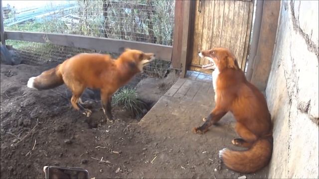 IF you LOVE foxes watch HOW CUTE they can be смотреть онлайн