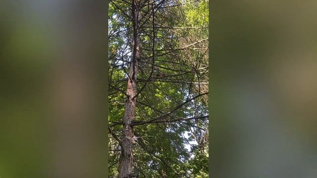 Словить белочку в Покровском-Стрешнево смотреть онлайн