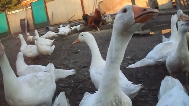 Вьетнамские свиньи с поросятами. Чем кормить и сколько раз.. Гуси линда утки индоутки смотреть онлайн