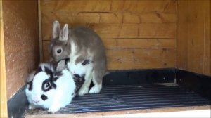 12+ Случаю Коровку. Случка кроликов как правильно