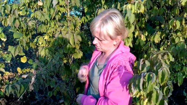 Хороший урожай кизила собираю ягоду смотреть онлайн