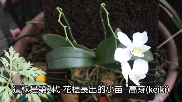 Phalaenopsis Aphrodite Subsp. Formosana, Parental Over 50 Years Old.台灣阿婆蝴蝶蘭,產地台東,分享給蘭友做參考,第2代實生高芽苗.