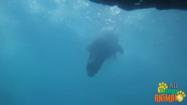 * SEA LION * | Animals For Kids | All Things Animal TV смотреть онлайн