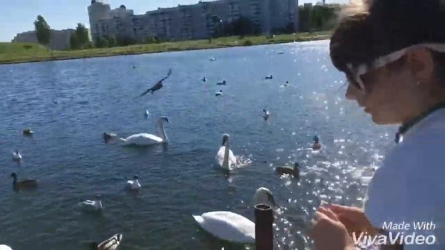 Блог/Идём кормить лебедей! смотреть онлайн