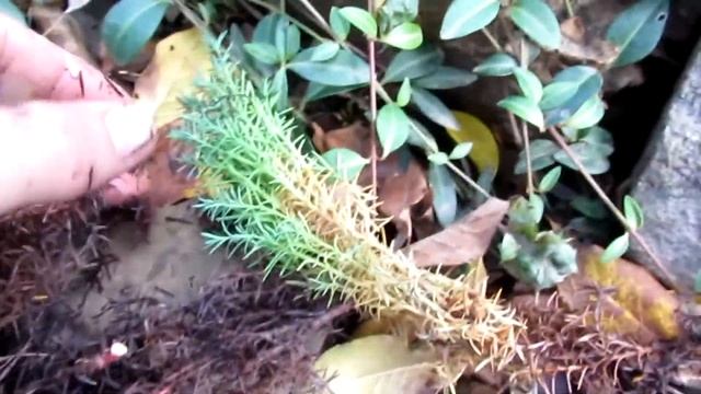 Осенняя обрезка Туи Тедди/Autumn pruning Tui Teddy смотреть онлайн