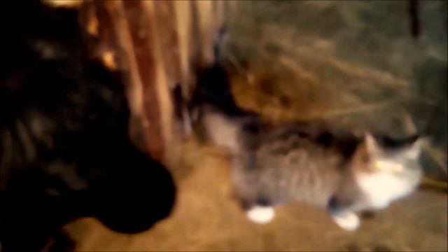 #кот#котёнок Три КО (кот ищет друзей на ферме) смотреть онлайн