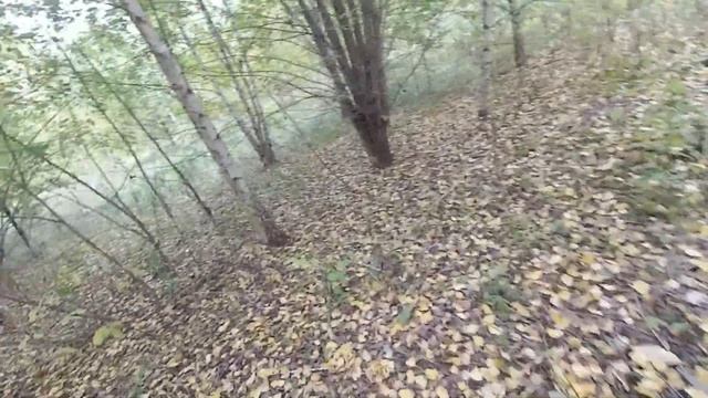 Тихая охота, собираем грибы после засушливого лета, в поисках грибов смотреть онлайн