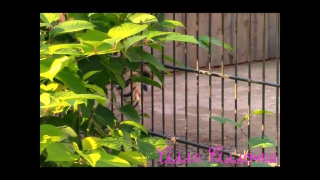 Таллиннский зоопарк.Тигр. смотреть онлайн