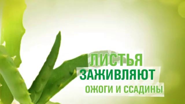 Природная энциклопедия Amway Home: алоэ смотреть онлайн